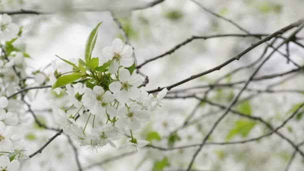 Körsbärsträd blommar på våren — Stockvideo