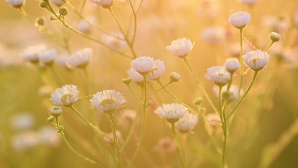 Daisy fleabane alba estate sfondo — Video Stock