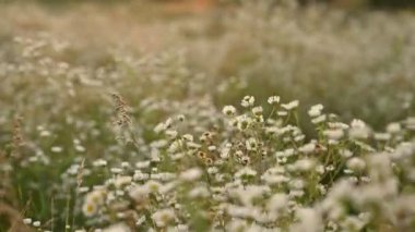 Kadınların elleri yabani çiçeklere dokunuyor