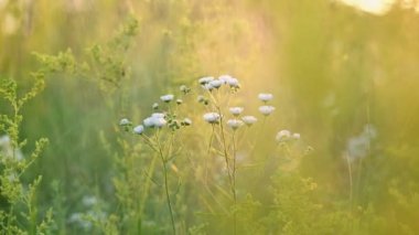 Papatya pireli su püskürtüyor