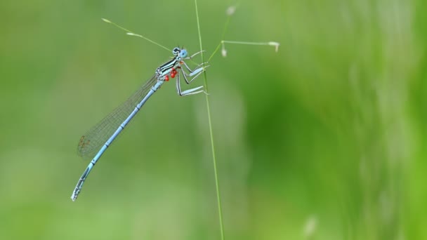 Insecto libélula azul de cerca — Vídeo de stock