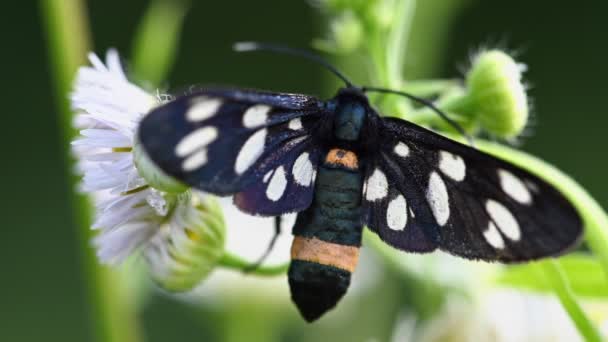 Nio fläckig mal på vita blommor — Stockvideo