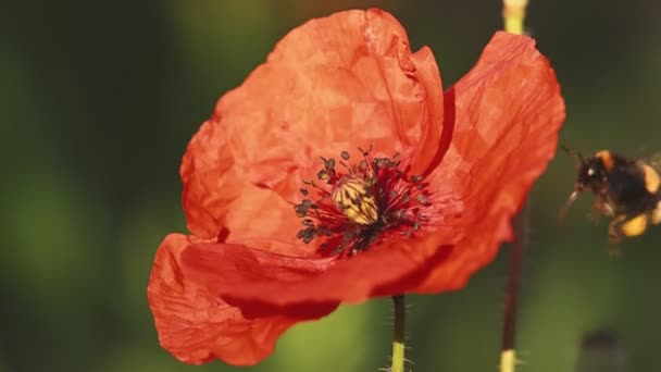 Fleur de pavot rouge pollinisatrice d'abeille — Video