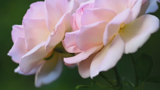 Rosafarbene weiße Rose im Garten — Stockvideo