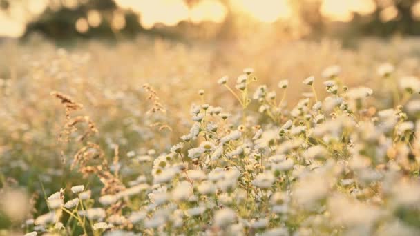 Womans hand touching wild flowers — Stock Video