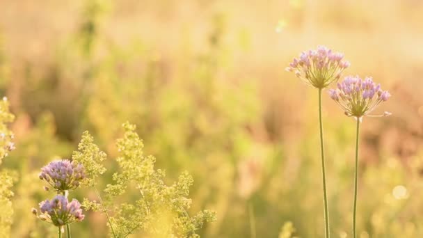 Pradera de verano en el sol del amanecer — Vídeos de Stock