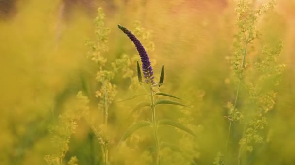 Veronica longifolia auf der Wiese — Stockvideo