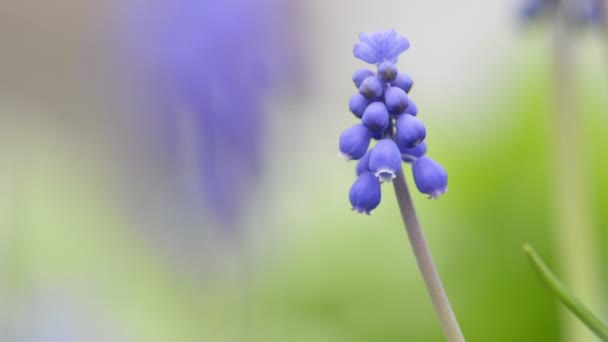 Lila muscari blommor på nära håll — Stockvideo