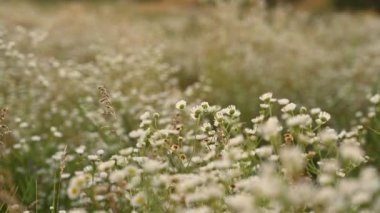 Kadınların elleri yabani çiçeklere dokunuyor