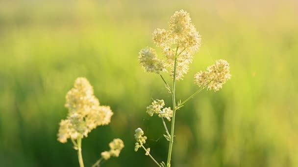 Flor amarilla flores silvestres Galium verum — Vídeo de stock