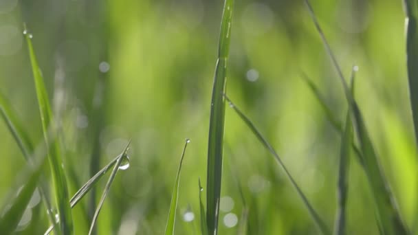 Groen gras met waterdruppels — Stockvideo