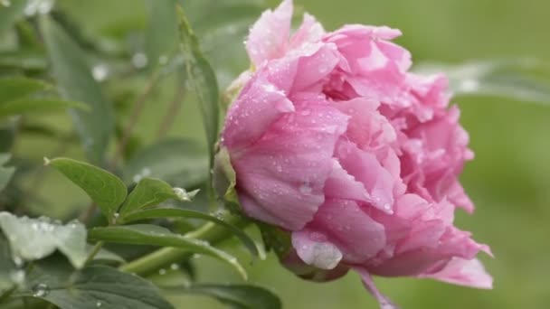 Flor de peonía rosa después de la lluvia — Vídeo de stock
