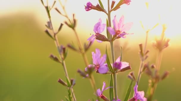 Flores de ambrosía Chamaenerion angustifolium — Vídeo de stock