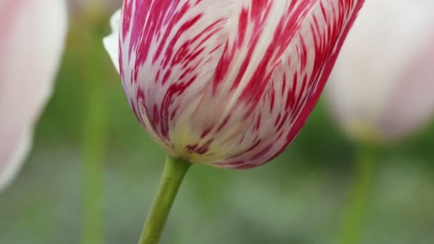 Цвітіння білого тюльпана деталь голови — стокове відео