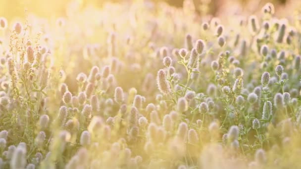 Trébol de liebres-pie Trifolium arvense flowers — Vídeos de Stock