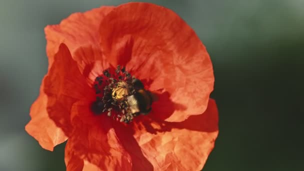 Pszczoła zapylająca czerwony kwiat maku — Wideo stockowe
