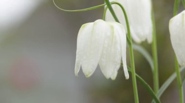 Yılanların başı Fritillaria meleagris çiçeğidir.