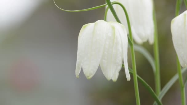 Snakes head Fritillaria meleagris flower — Stock Video