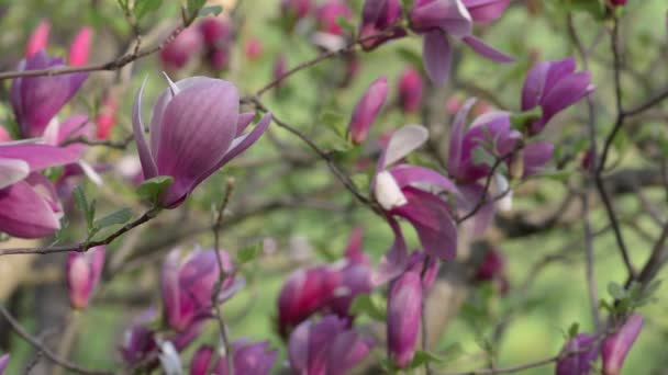 Piękne kwiaty Magnolii wiosenny kwiat — Wideo stockowe