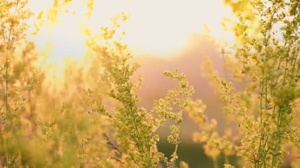 Gelbe blühende Wildblumen Galium verum — Stockvideo