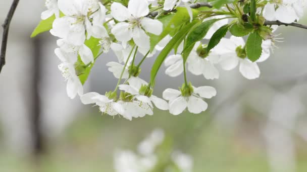 Весной цветут вишни — стоковое видео