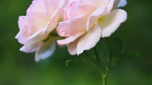Rosa vita rosor i trädgården — Stockvideo