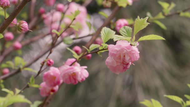 Triloba Prunus "Multiplex" sedang mekar — Stok Video