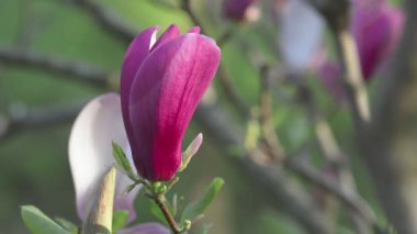 Mor manolya çiçeği İlkbahar çiçeği