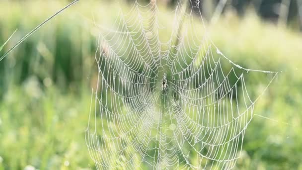 Telaraña en el prado de verano — Vídeos de Stock