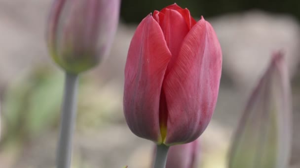 Квітуча червона голова тюльпанів крупним планом — стокове відео