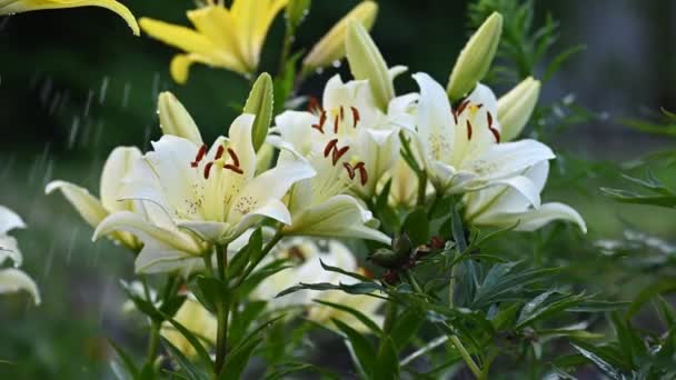 Λευκό και κίτρινο λουλούδι κρίνο πότισμα — Αρχείο Βίντεο