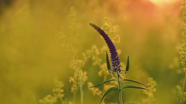 Veronica longifolia στο λιβάδι — Αρχείο Βίντεο