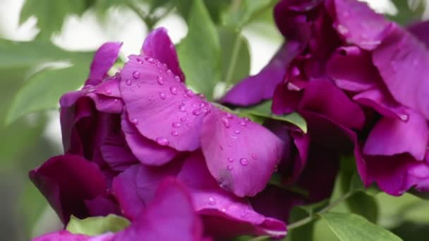 Lila pion blomma efter regn — Stockvideo