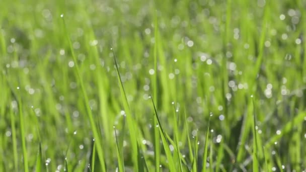 Зеленая трава с каплями воды — стоковое видео