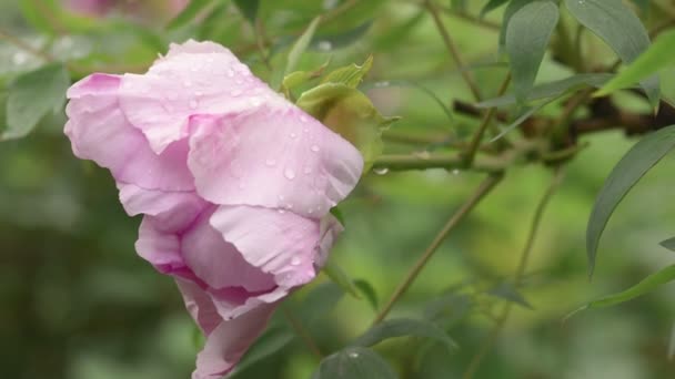Fiore di peonia rosa dopo pioggia — Video Stock