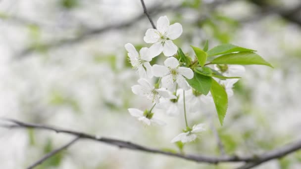 Cherry trees blooming in spring — Stock Video