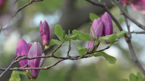 Piękne kwiaty Magnolii wiosenny kwiat — Wideo stockowe