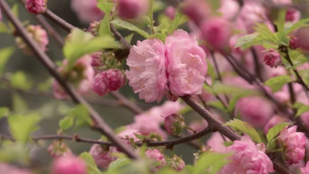 Triloba Prunus "Multiplex" sedang mekar — Stok Video