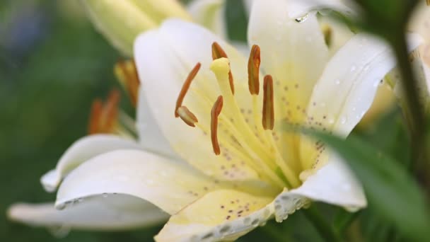 Flor de lirio blanco en el jardín — Vídeos de Stock