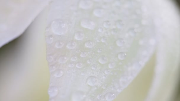 Witte bloemblaadjes met waterdruppels. — Stockvideo