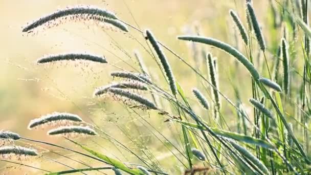 Pradera de verano con espigas de hierba — Vídeo de stock