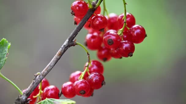 Ribes rosso, Ribes rosso, Ribes Rubrum — Video Stock