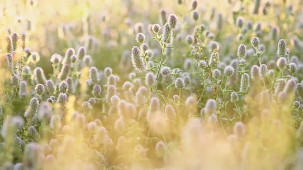 Trébol de liebres-pie Trifolium arvense flowers — Vídeos de Stock