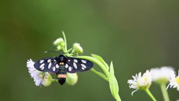 白い花に9ヶ所の蛾 — ストック動画