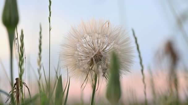 Flor de tragopogon, barba de cabra ou de salsify — Vídeo de Stock