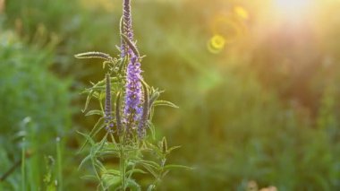 Pembe çayır çiçekleri Veronica longifolia