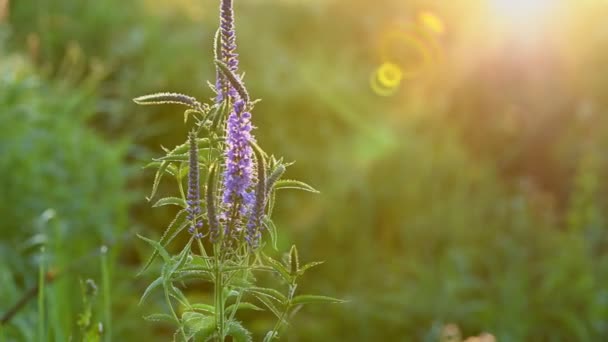 Rosafarbene Wiesenblumen Veronica longifolia — Stockvideo