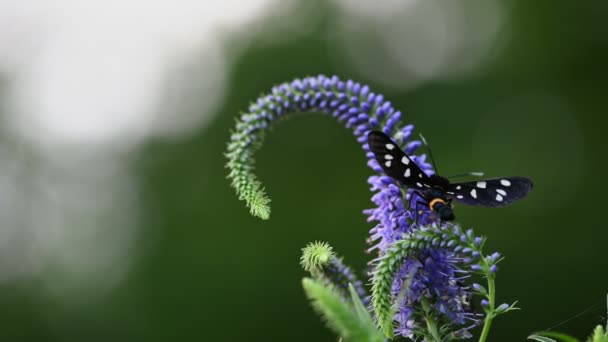 Polilla de nueve manchas en la flor Speedwell — Vídeos de Stock