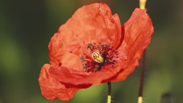 Bee pollinating red poppy flower — Stock Video