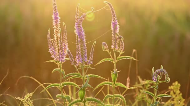 Flores de pradera rosa Veronica longifolia — Vídeos de Stock